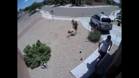 Watch: Video shows brazen Tucson burglary